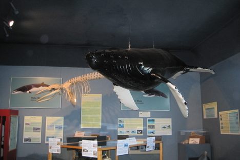 Whale Museum