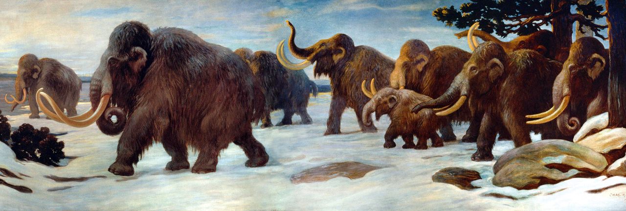 Woolly mammoths in a mural at the American Museum of Natural History in New York. 