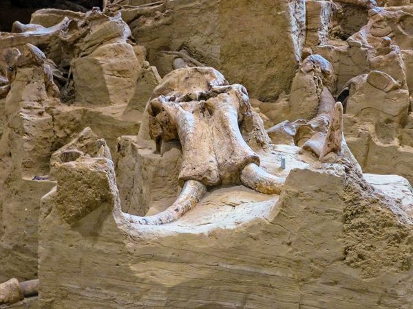 Mammoth Site – Hot Springs, South Dakota - Atlas Obscura
