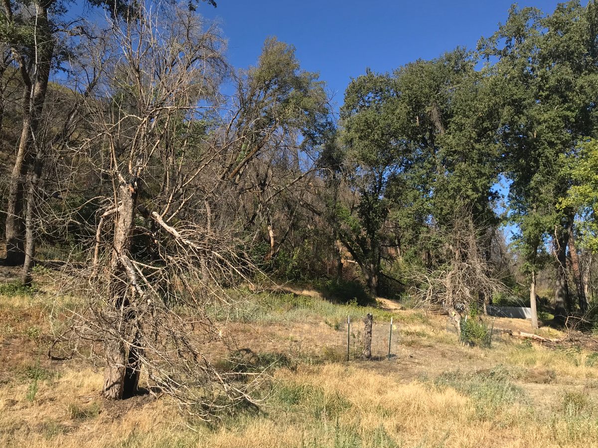 The same view of historic Tower Orchard fruit trees, post-fire.