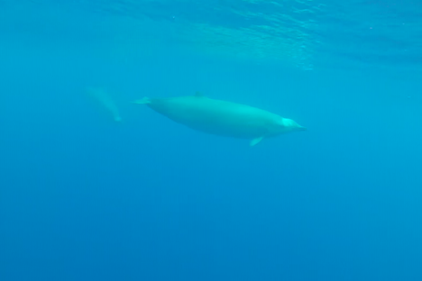 An Elusive Whale, Caught on Video for the First Time