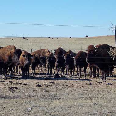 Some residents of the nearby ranch