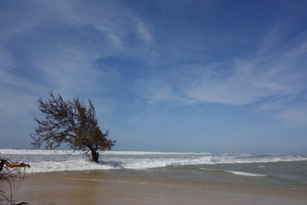 A tree makes its last stand against the ocean.