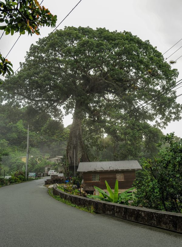 Remarkable Silk Cotton Tree in Tobago, Trinidad and Tobago