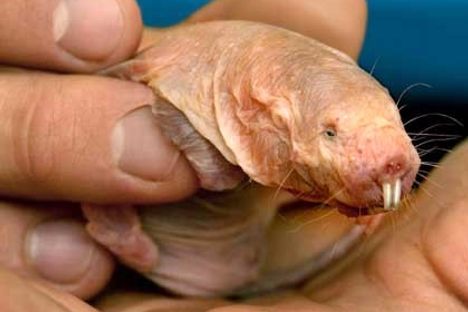 Could Naked Mole-Rats Hold the Key to Everlasting Life?