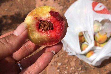 These small peaches once flourished widely over the Southwest.