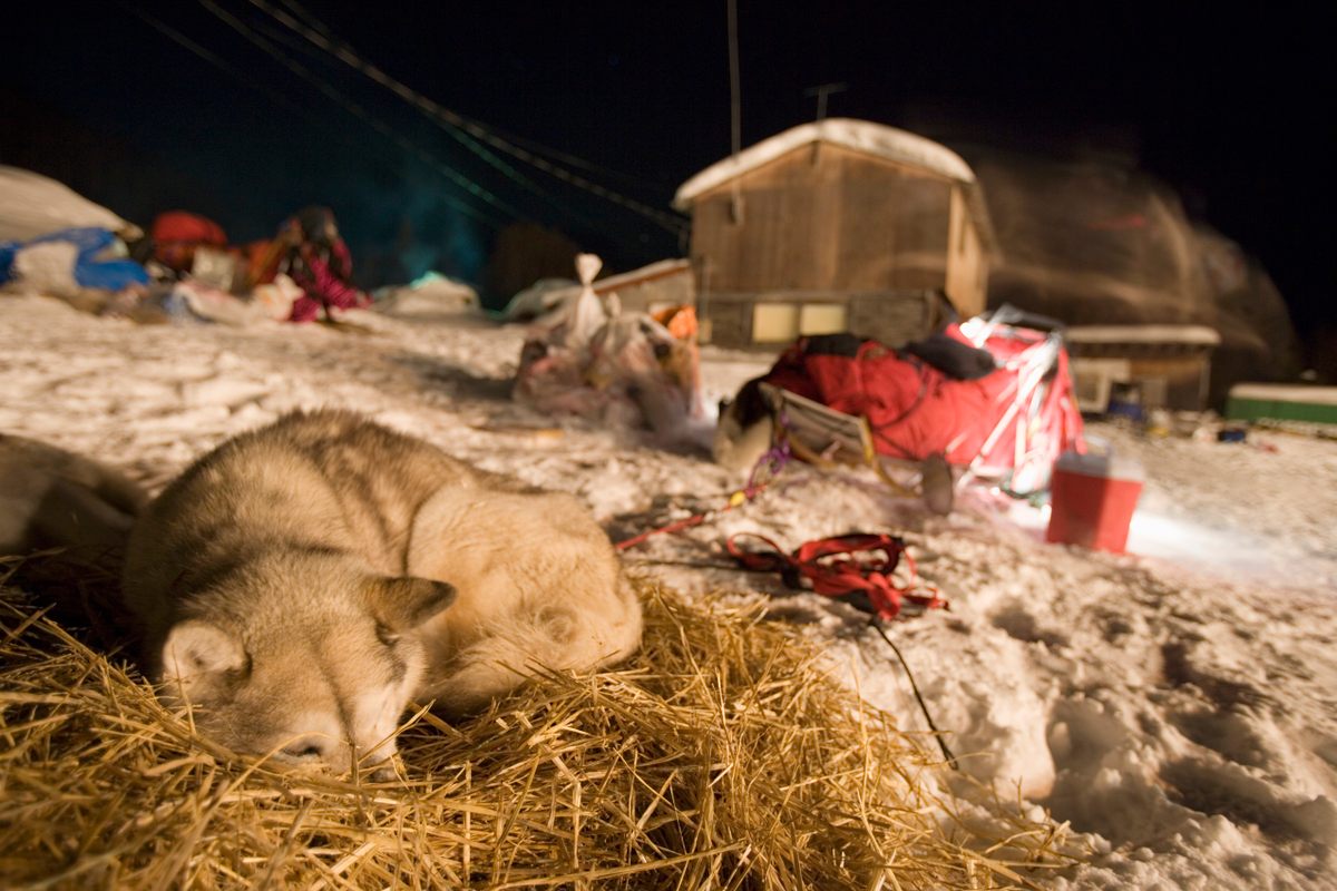 A Siberian husky sleeps in hay at the Takotna checkpoint during the 2005 Iditarod Trail Sled Dog Race.
