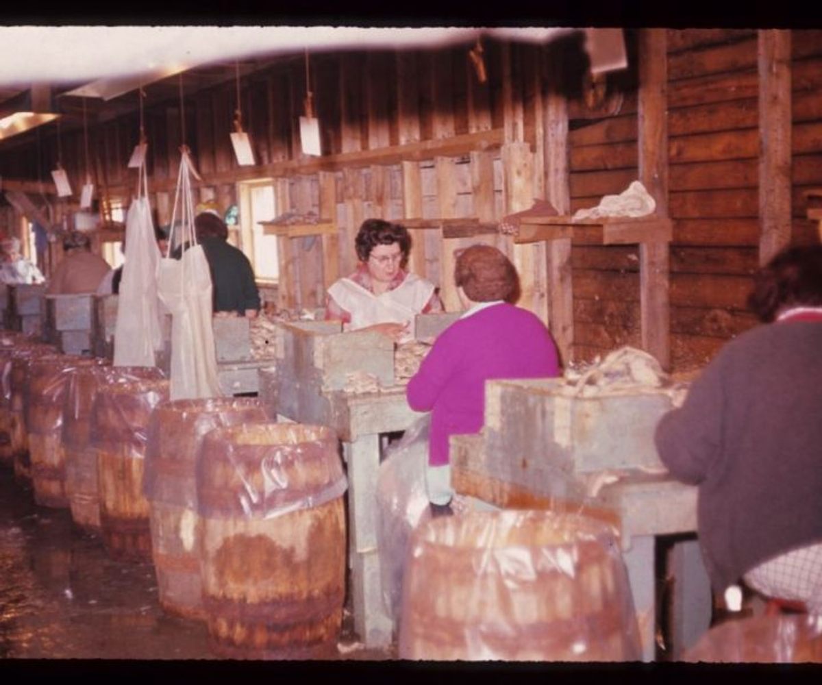 Women clean alewives circa 1950. 