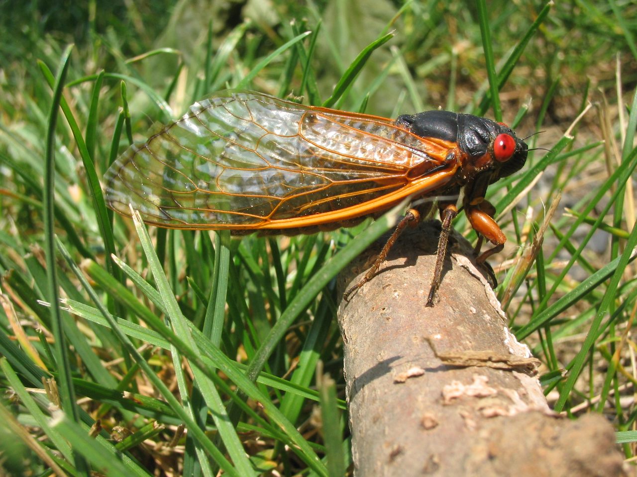 A cicada from Brood X, the largest of more than a dozen broods in the region, in Princeton, New Jersey, in 2004. 