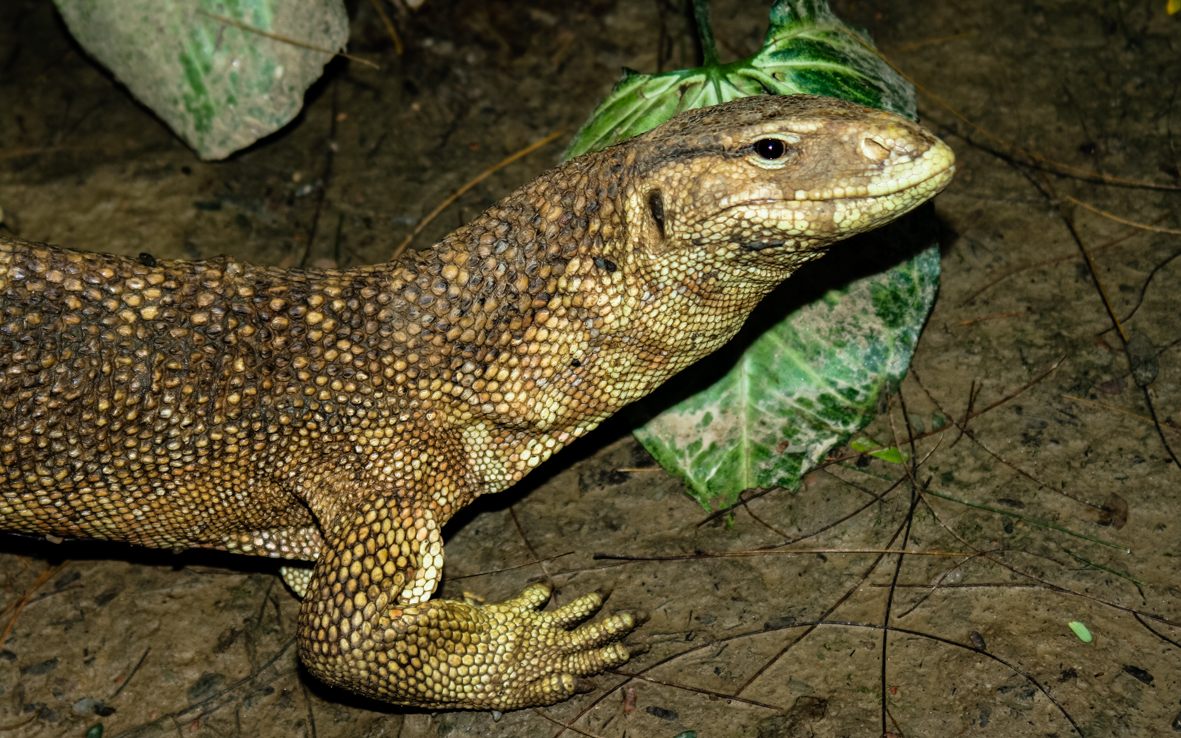 Monitor lizards are already targeted by poachers to meet consumer demand for their skin, meat, and body parts.