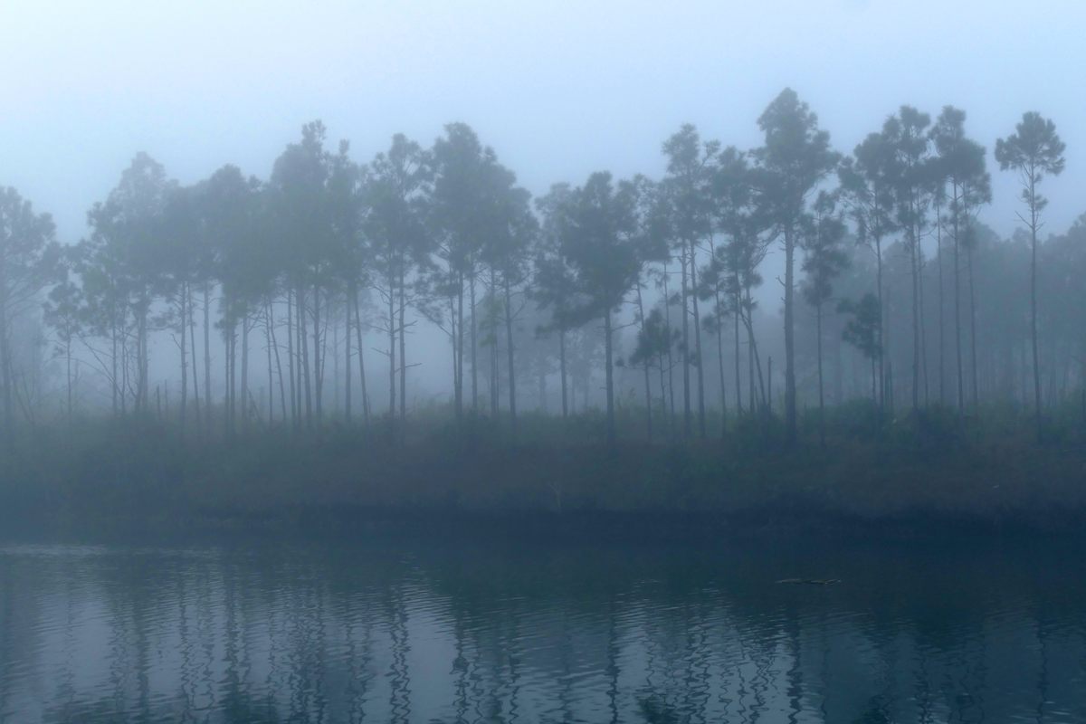 The pine rocklands in the fog.
