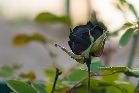 The bud of a black rose sold on the Halfeti pier.