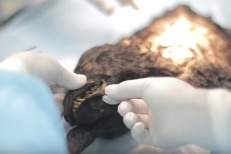 Puppy Frozen for Millennia Emerges With Brain Mostly Intact
