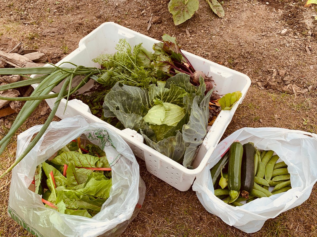 Produce from Heritage Gardens' garden.
