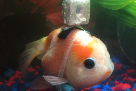 An inspiration to sick goldfish everywhere.