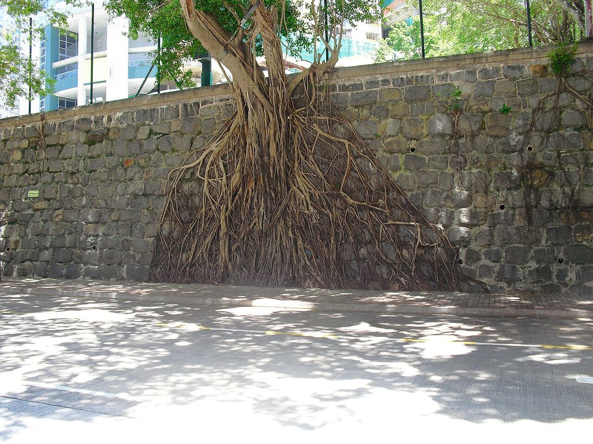 Forbes Street Tree Wall in Hong Kong Island