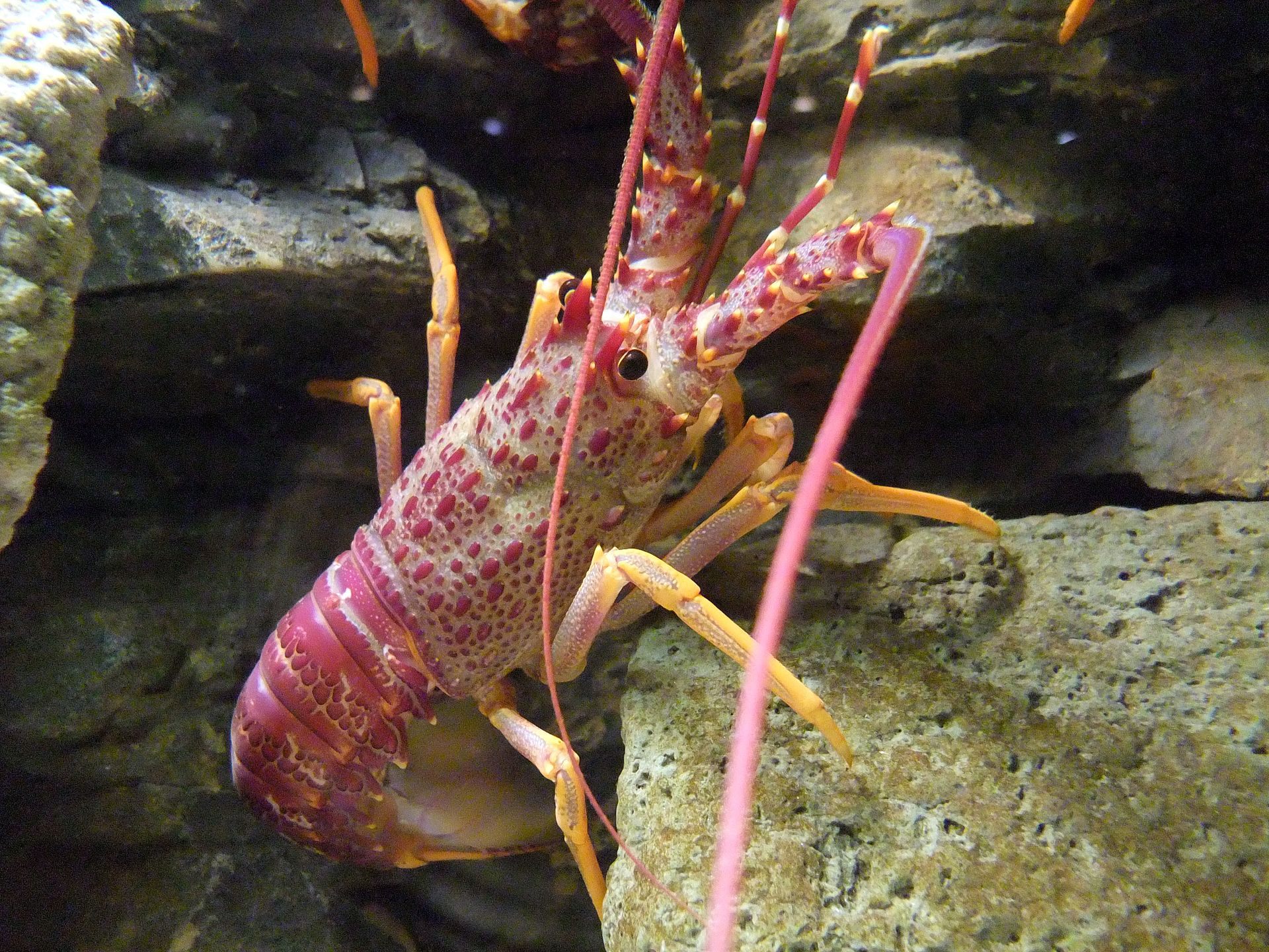 A spiny lobster, mid-sniff.
