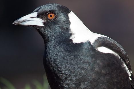 You’re Not a True Australian Until You’ve Been Dive-Bombed By a Magpie