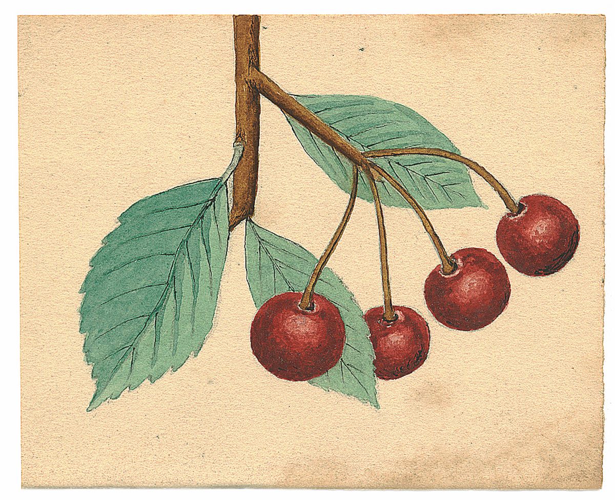 In a letter from July 20, 1935, he wrote “I’m sending her the drawing of a berry that’s found here, I’m planning to make a collection of flowers and berries for her.”  