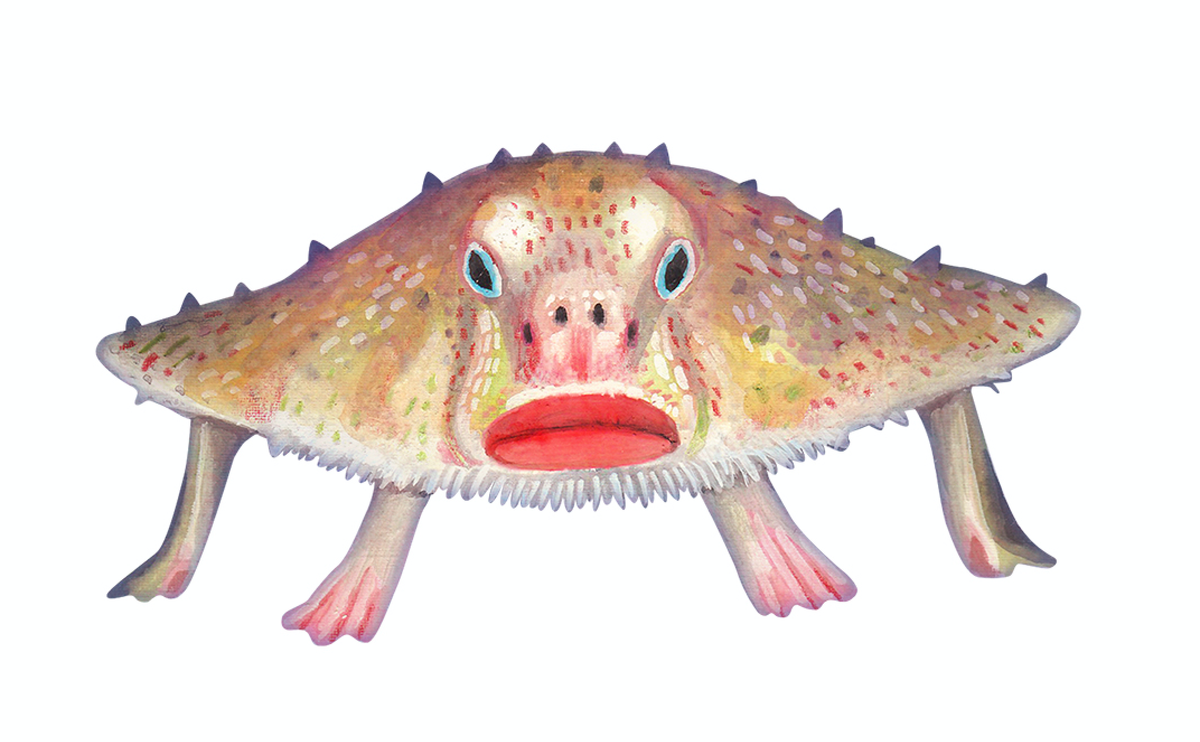 The authors' favorite animal in the book is the red-lipped batfish.