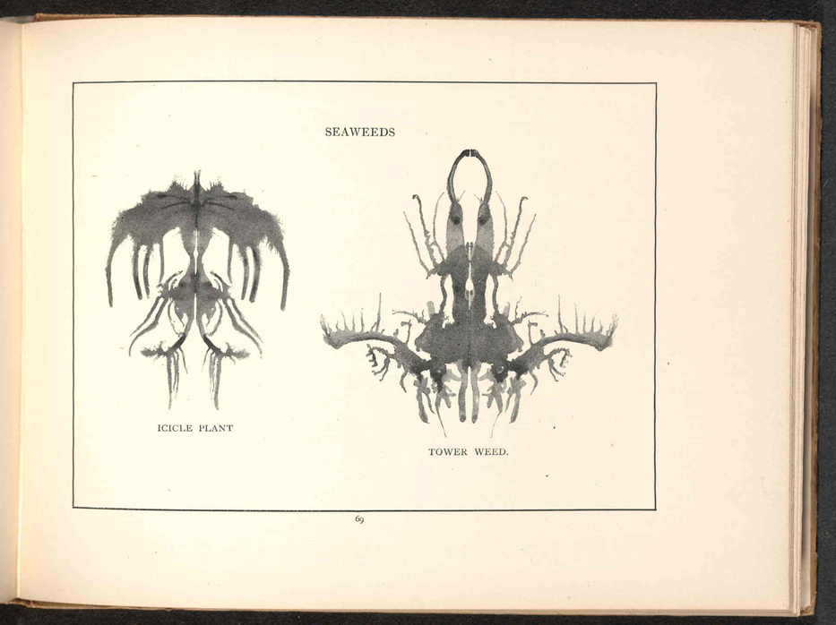 Seaweeds from <em>Gobolinks</em>.