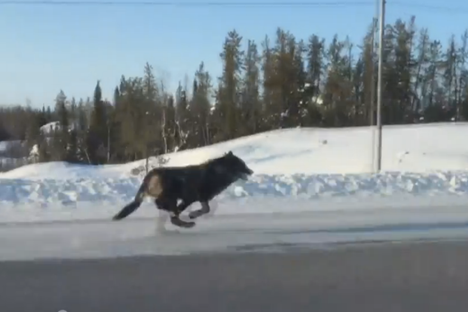 The Massive Black Wolves on a 'Flat Out' Run Along a Canadian Highway
