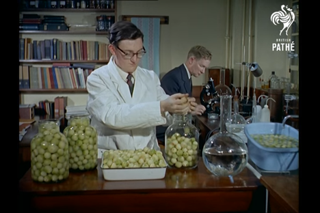 In 1959, British Scientists Carefully Perfected the Pickled Onion