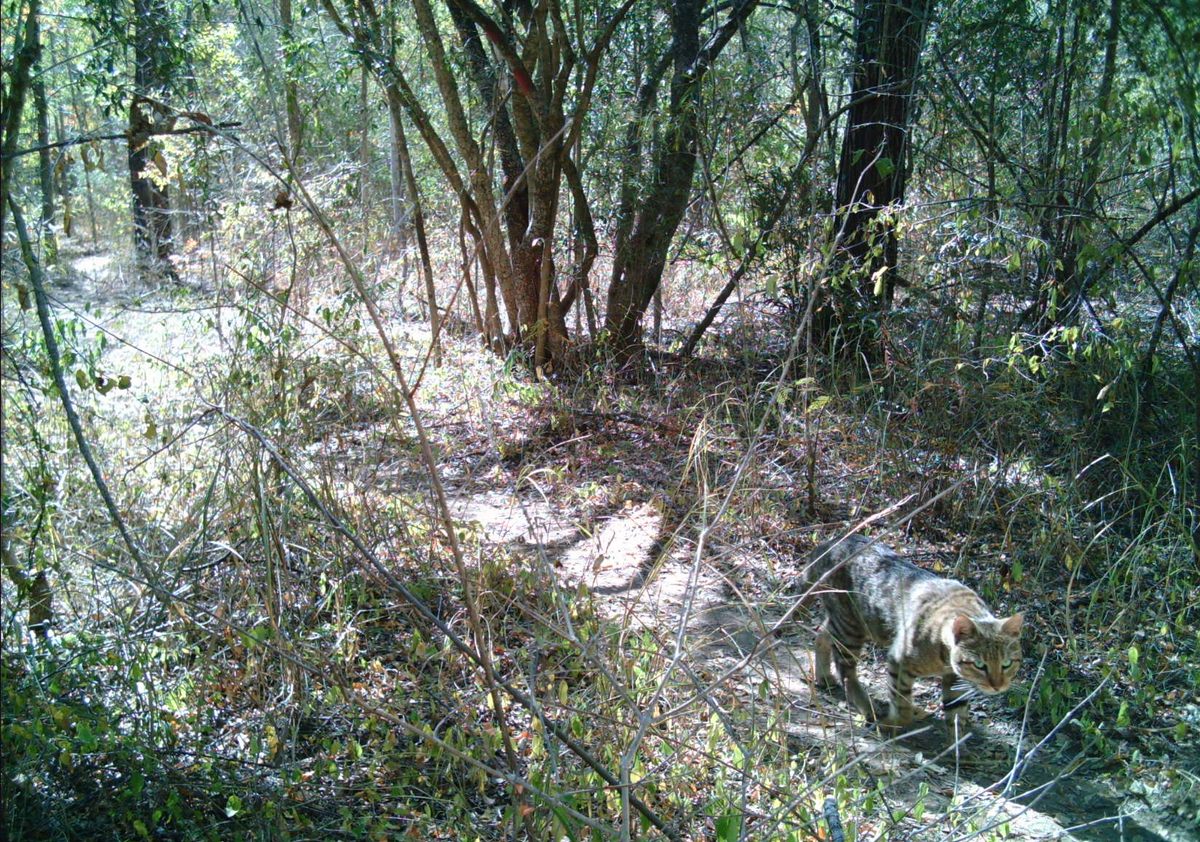 How long does it take for an invasive species to stop being invasive? Is 900-plus years of residence enough?