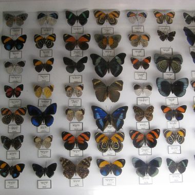 Butterflies at Insectropolis in New Jersey.