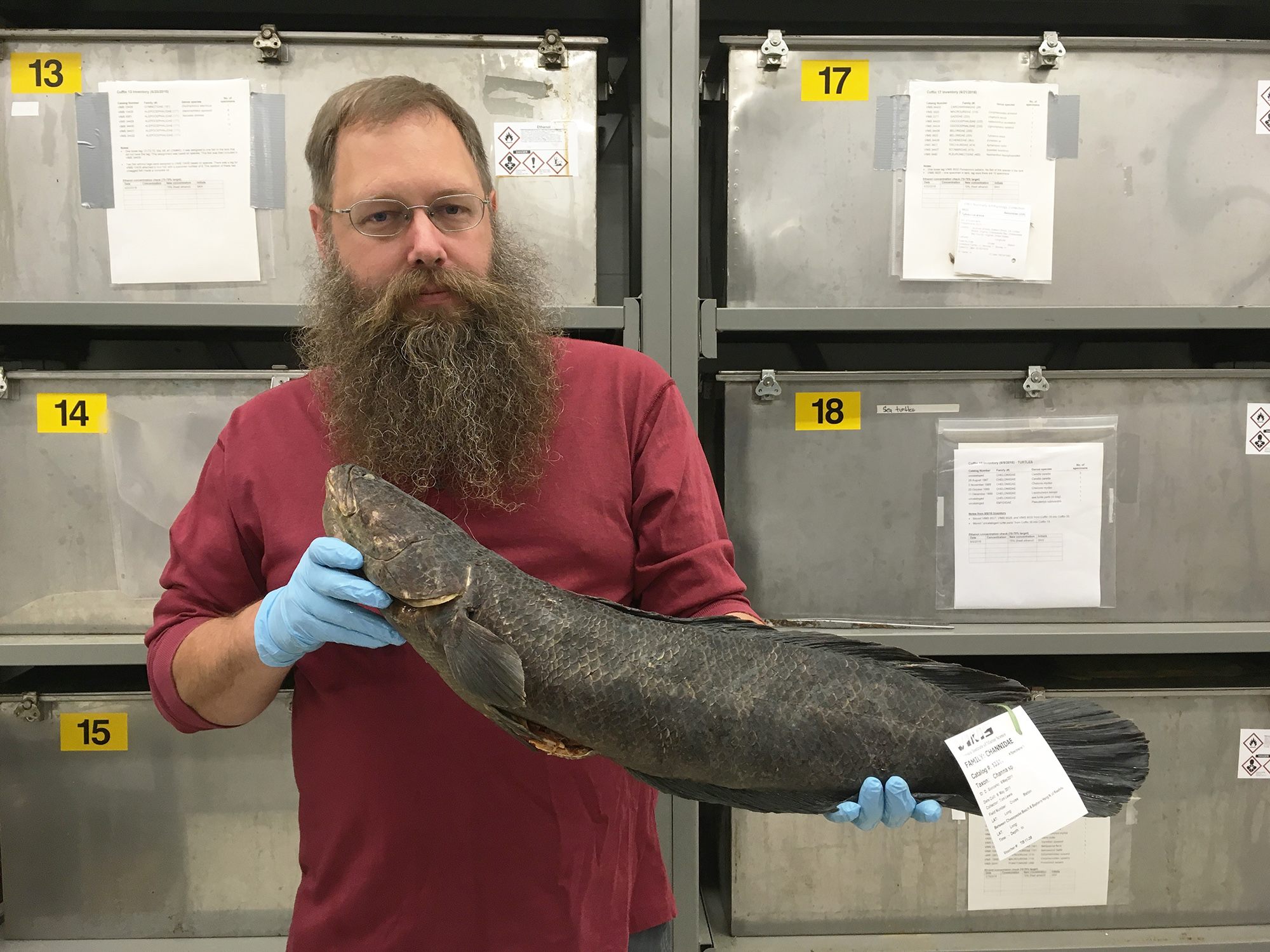 Eric Hilton, curator of the fish collection at the Virginia Institute of Marine Sciences, holding a northern snakehead donated by a commercial fisherman.