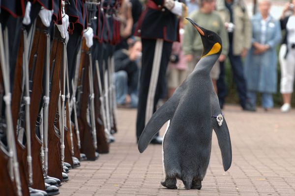 Nils Olav inspects the King’s Guard after being knighted at the Edinburgh Zoo.
