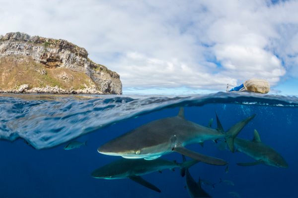 Silky sharks just below the surface near Darwin Island. 
