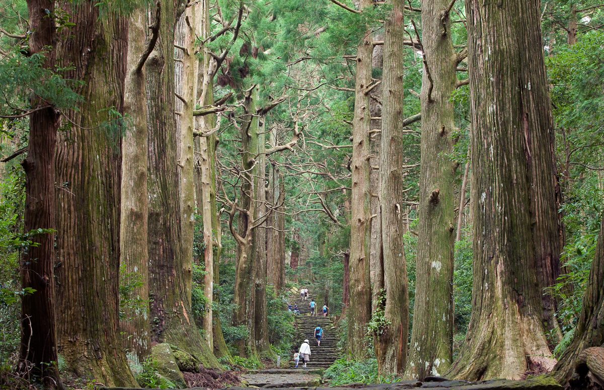 Ancient cryptomeria cedar trees line both sides of the Daimonzaka trail.