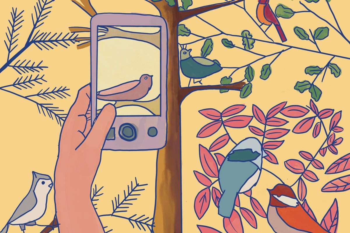 Several phone apps can help you identify a bird to learn more about it—avoid playing recorded bird calls, however, which can distract and even stress out your new feathered friend.