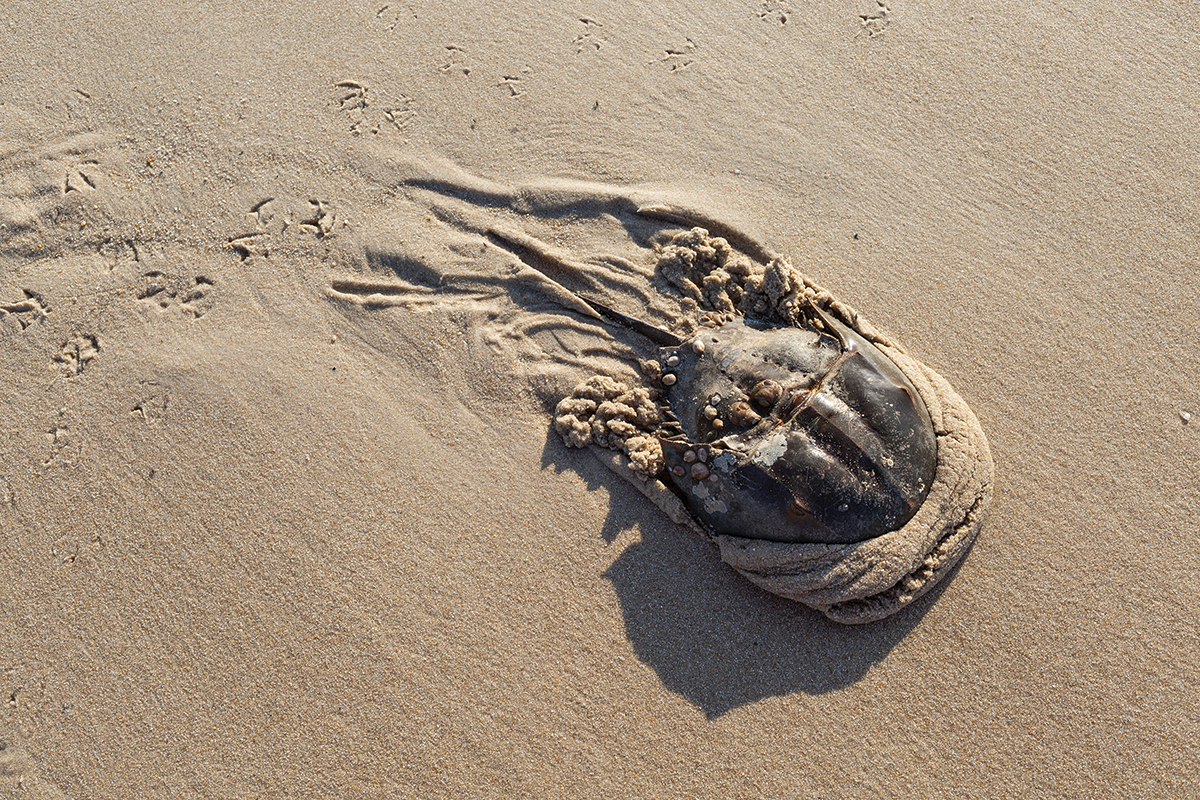 Some horseshoe crabs may become stranded if they are unable to return to sea after spawning.