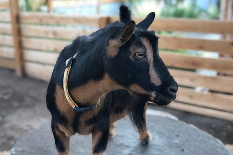 Lulu (pictured) and her fellow Nigerian Dwarf goats lived happily in a pen in Emily Sherer's backyard.