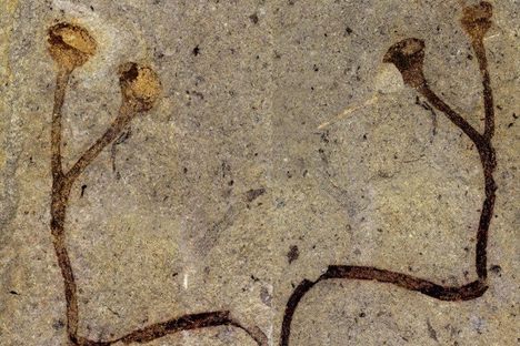 The 432-million-year-old fossilized stem is one of the oldest and largest ever found. 