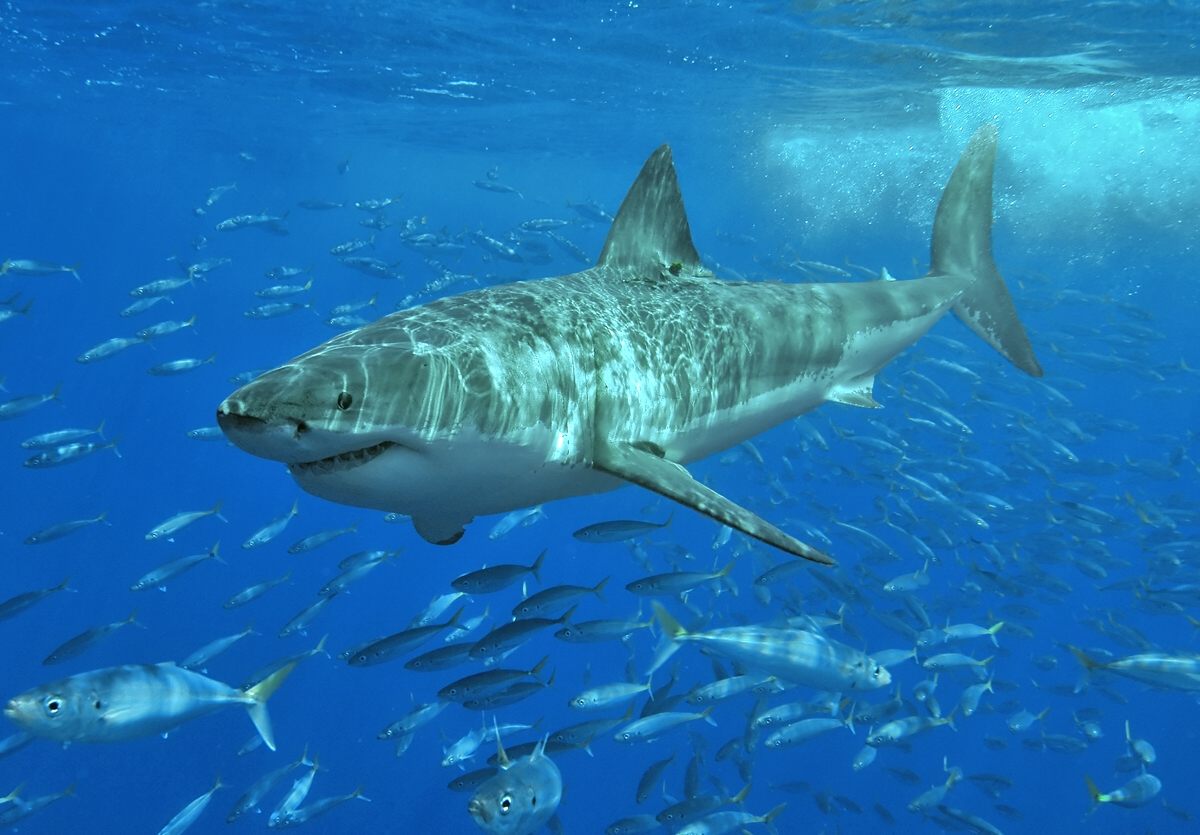 A great white shark lurking.