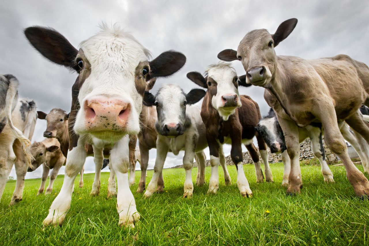 Inquisitive cows near Derbyshire, UK.
