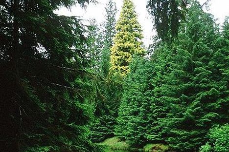 Kiidk'yaas, the Golden Spruce