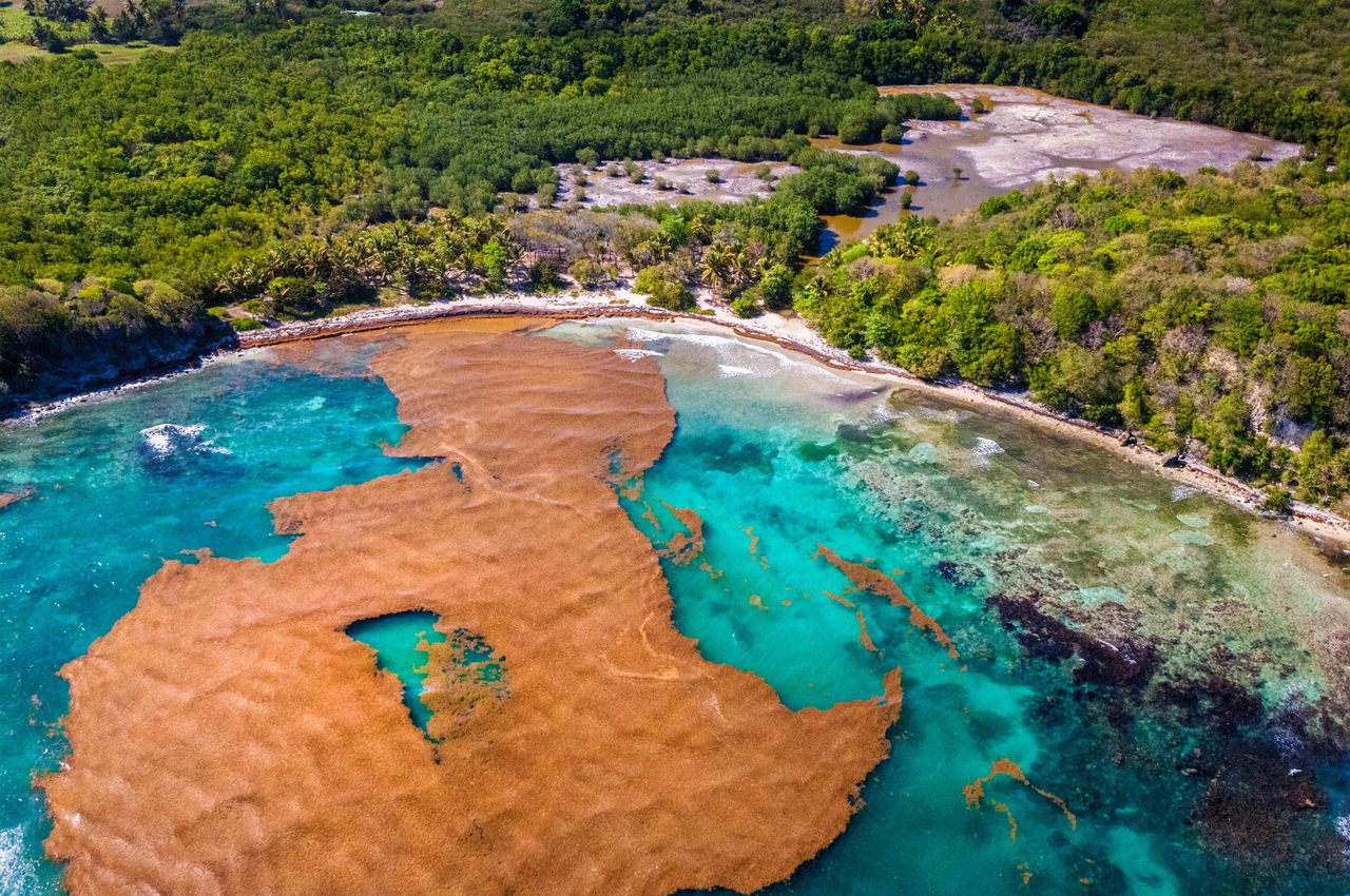 在加勒比海的小安的列斯群岛，这张2015年4月的航拍照片显示，马尾藻正在向格兰德特雷的海滩爬行，格兰德特雷是瓜德罗普岛的一部分，瓜德罗普岛是法国的海外领土之一。