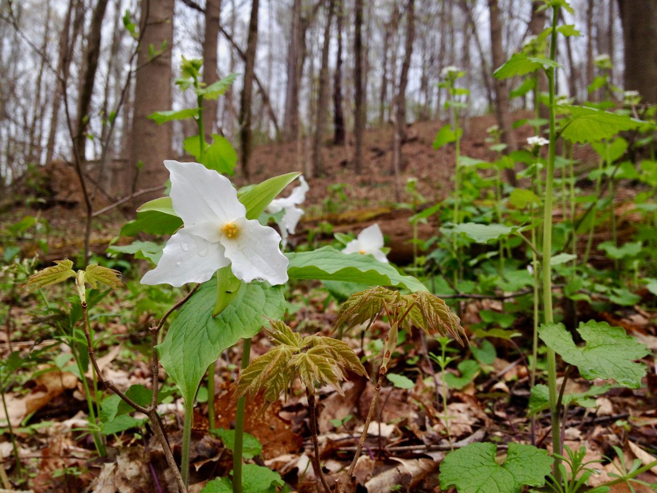 White trillium flowering in the spring as trees begin "leafing out." 