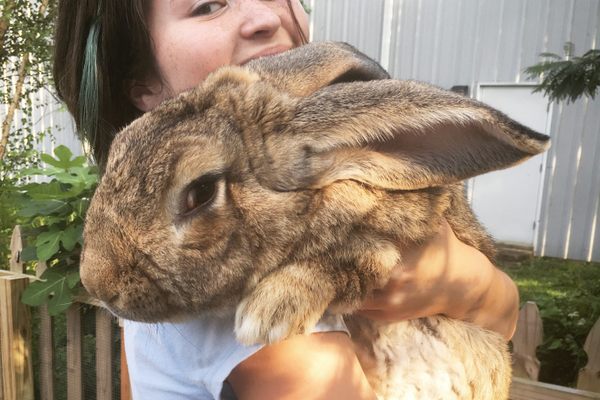 Junior is the allegedly the biggest bunny in the U.S.
