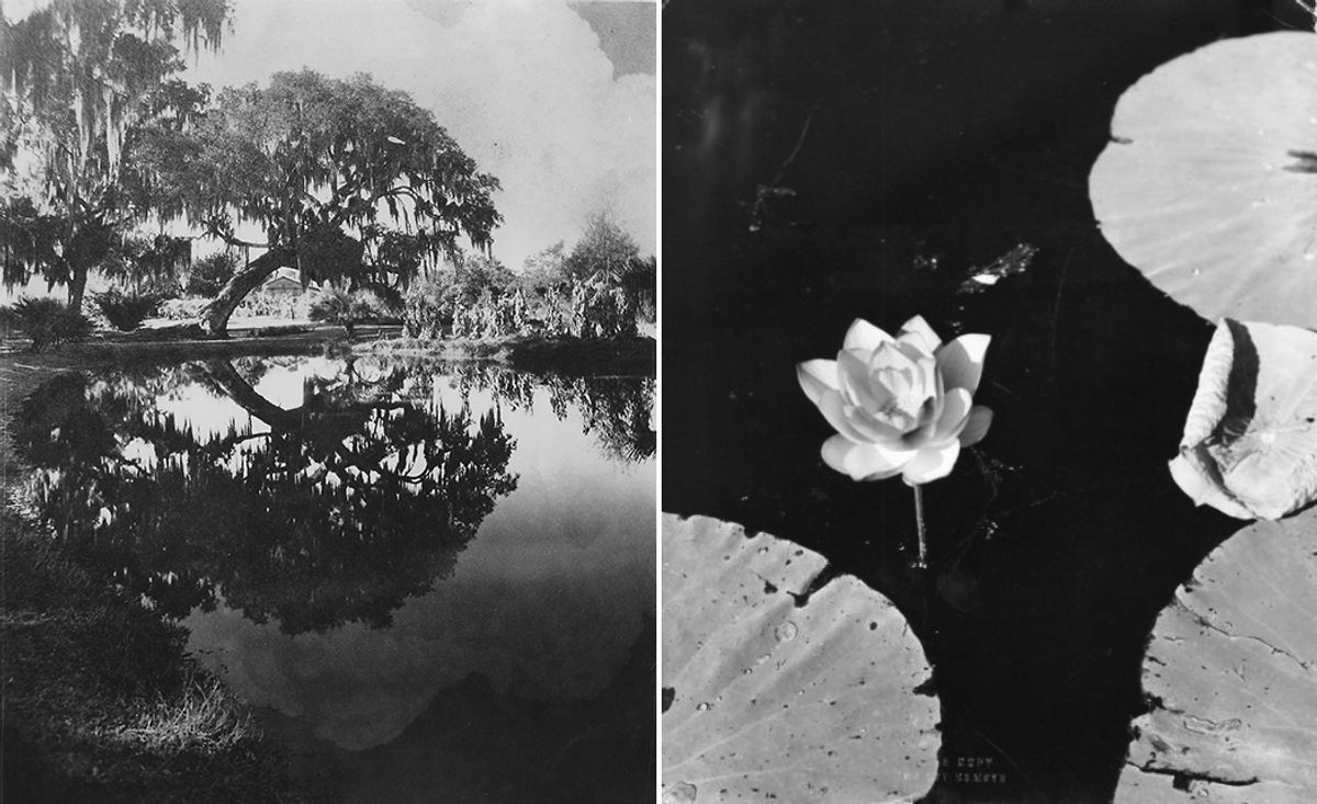 Oak trees reflected in the water at Avery Island, and a water lily.