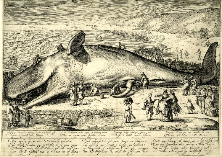 A beached whale in a 1602 illustration.