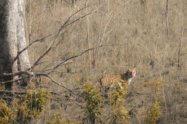 Bardia National Park