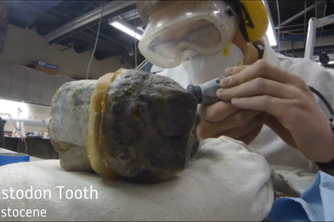 How Museum Preparators Uncover Fossil Specimens 