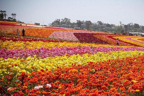 The Flower Fields – Carlsbad, California - Atlas Obscura