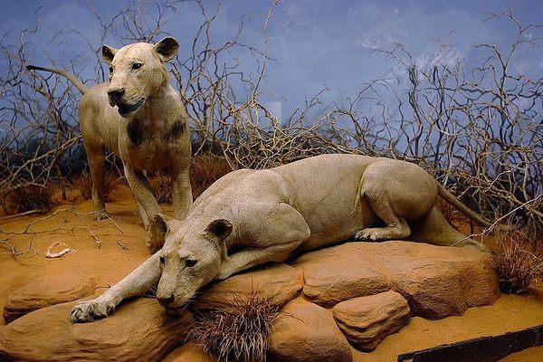 The man-eaters of Tsavo at the Field Museum, Chicago