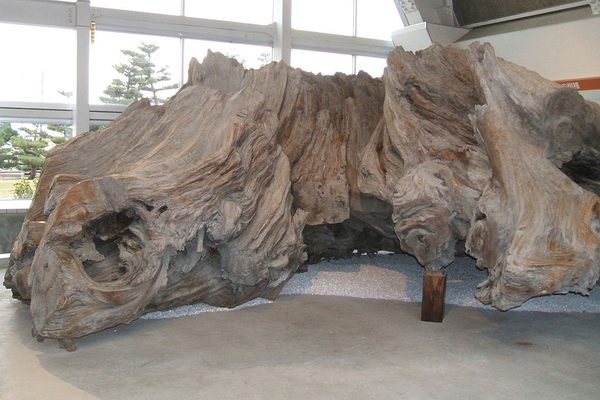 Graceful remnants of ancient cedar trunk